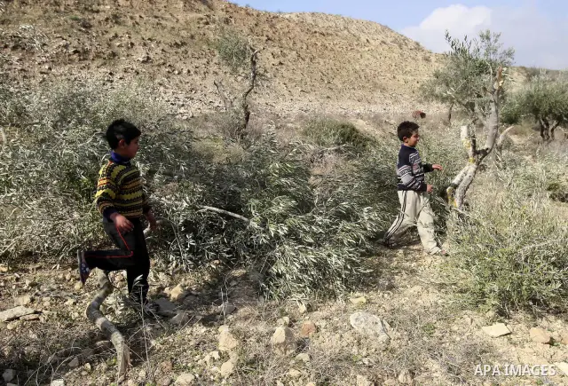 Palestinians inspect damaged olive trees, in the West Bank village of Burin, near Nablus, Thursday, Dec. 15, 2011. According to Palestinian farmers some 20 olive trees were damaged by Jewish settlers from the nearby sett...