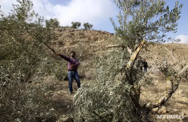 Palestinians inspect damaged olive trees, in the West Bank village of Burin, near Nablus, Thursday, Dec. 15, 2011. According to Palestinian farmers some 20 olive trees were damaged by Jewish settlers from the nearby sett...