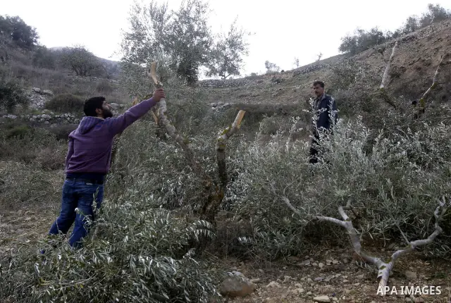 Palestinians inspect damaged olive trees, in the West Bank village of Burin, near Nablus, Thursday, Dec. 15, 2011. According to Palestinian farmers some 20 olive trees were damaged by Jewish settlers from the nearby sett...