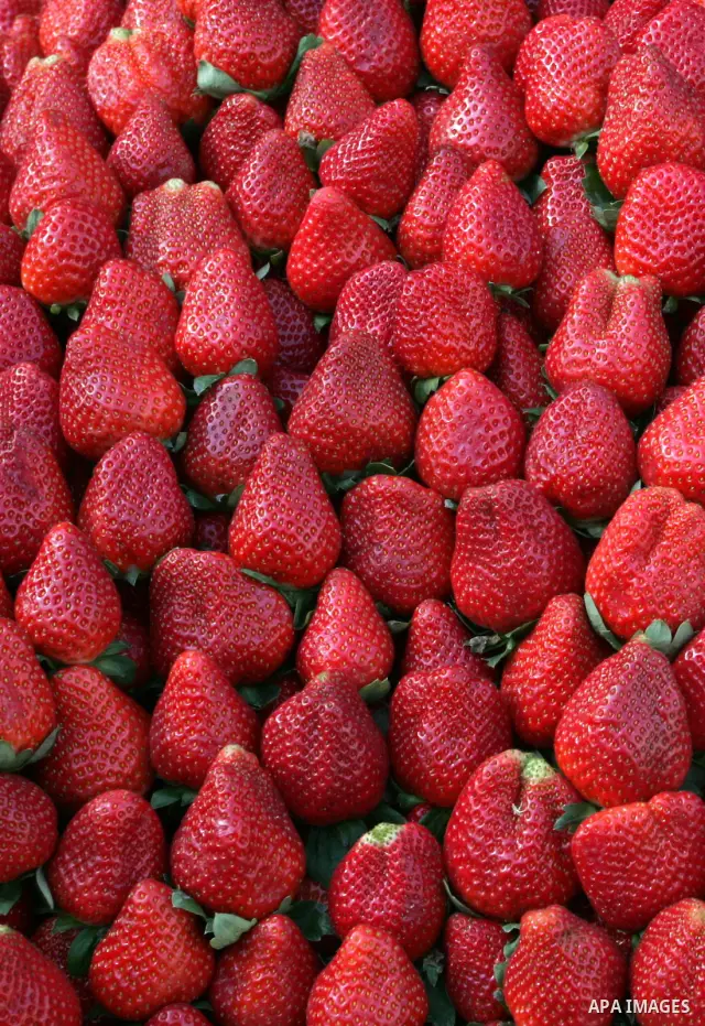 Palestinians display strawberries at a market in Rafah refugee camp in the southern Gaza Strip on December 31, 2011.Photo by Abed Rahim Khatib