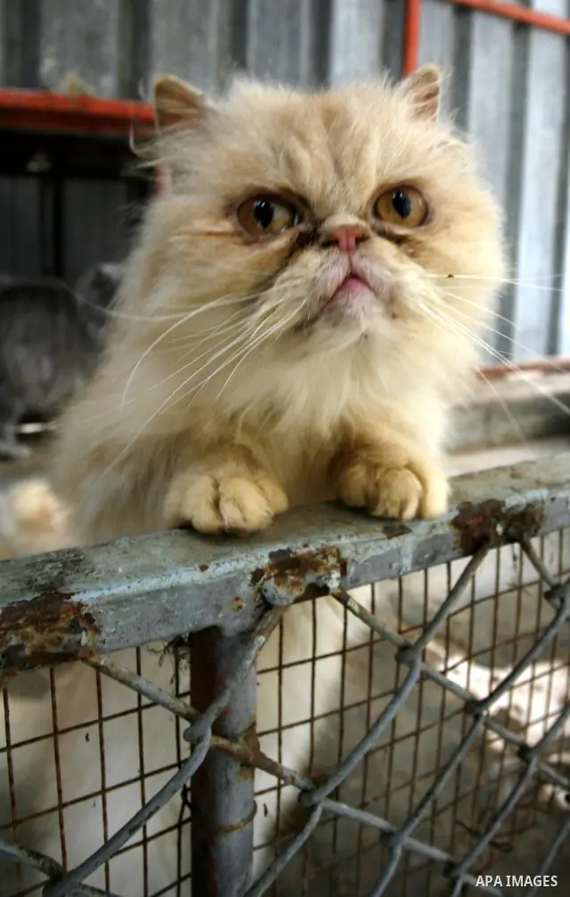 The Iranian cat in the zoo in Khan Younis in southern Gaza Strip on January 23, 2012. Animals smuggled through tunnels under the ground between Egypt and Gaza.Photo by Abed Rahim Khatib