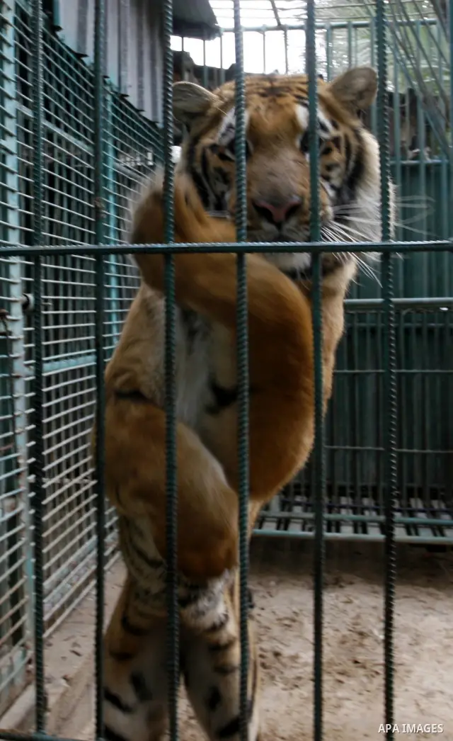 Tiger of South America in the zoo in Khan Younis in southern Gaza Strip on January 23, 2012. Animals smuggled through tunnels under the ground between Egypt and Gaza.Photo by Abed Rahim Khatib
