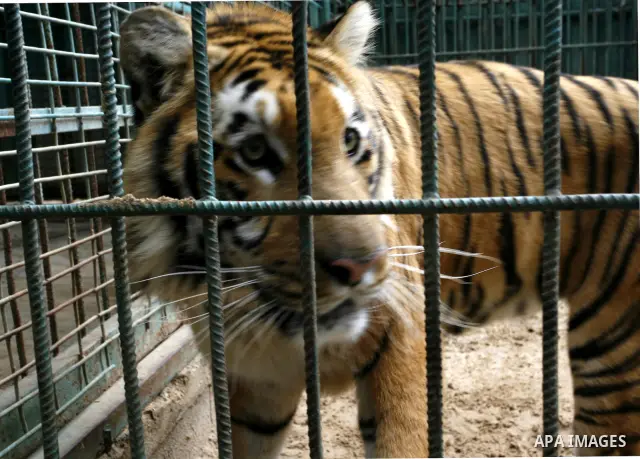 Tiger of South America in the zoo in Khan Younis in southern Gaza Strip on January 23, 2012. Animals smuggled through tunnels under the ground between Egypt and Gaza.Photo by Abed Rahim Khatib