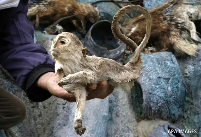 Palestinian man embalm animals at a zoo in Khan Younis, southern Gaza Strip on January 24, 2012. The cause of her death there is no health care. Palestinians working mummified animal immediately after their death and the...