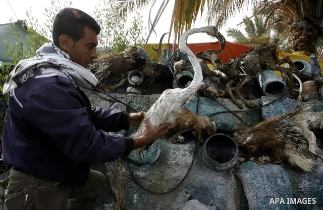Palestinian man embalm animals at a zoo in Khan Younis, southern Gaza Strip on January 24, 2012. The cause of her death there is no health care. Palestinians working mummified animal immediately after their death and the...