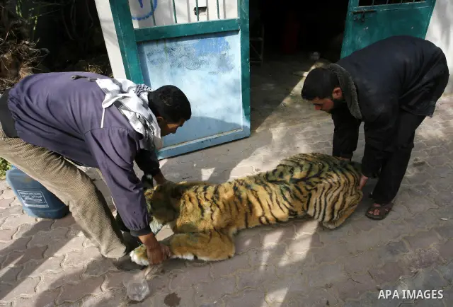 Palestinian man embalm animals at a zoo in Khan Younis, southern Gaza Strip on January 24, 2012. The cause of her death there is no health care. Palestinians working mummified animal immediately after their death and the...