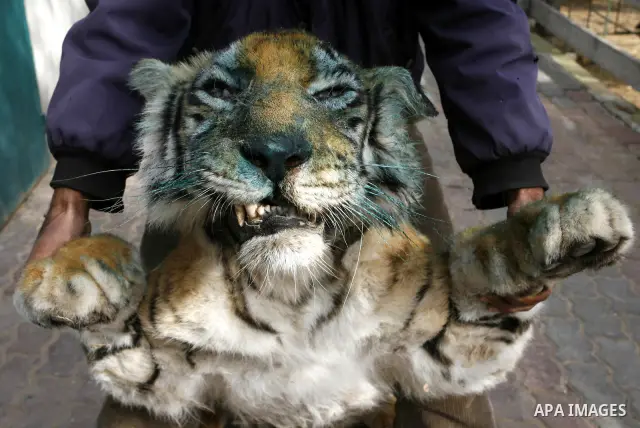 Palestinian man embalm animals at a zoo in Khan Younis, southern Gaza Strip on January 24, 2012. The cause of her death there is no health care. Palestinians working mummified animal immediately after their death and the...