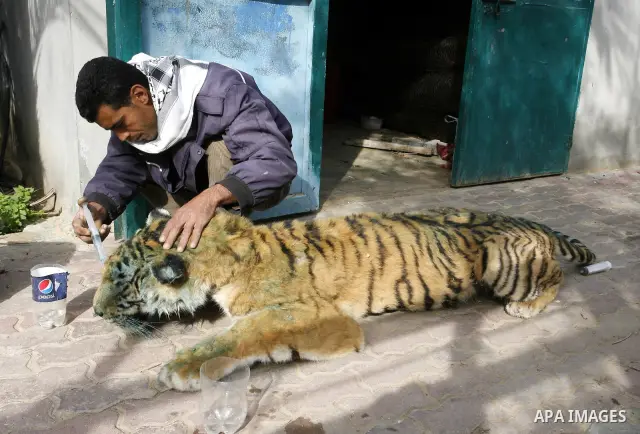 Palestinian man embalm animals at a zoo in Khan Younis, southern Gaza Strip on January 24, 2012. The cause of her death there is no health care. Palestinians working mummified animal immediately after their death and the...