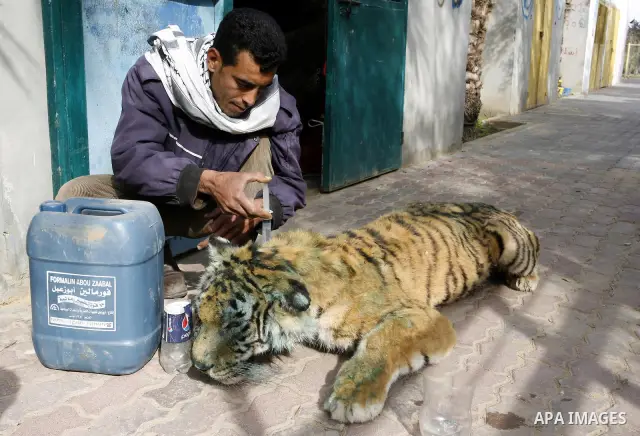 Palestinian man embalm animals at a zoo in Khan Younis, southern Gaza Strip on January 24, 2012. The cause of her death there is no health care. Palestinians working mummified animal immediately after their death and the...