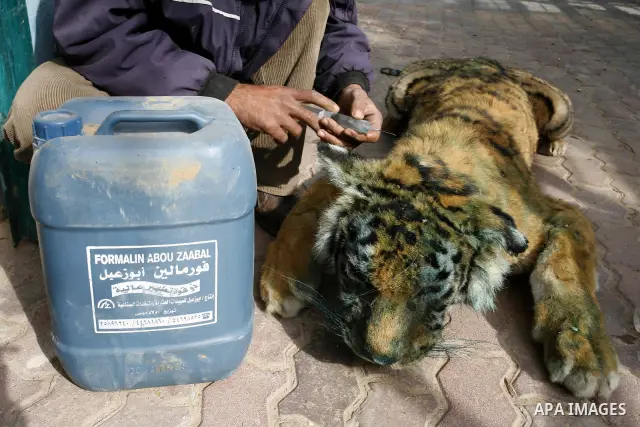 Palestinian man embalm animals at a zoo in Khan Younis, southern Gaza Strip on January 24, 2012. The cause of her death there is no health care. Palestinians working mummified animal immediately after their death and the...