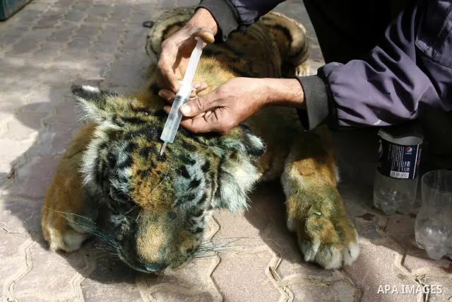 Palestinian man embalm animals at a zoo in Khan Younis, southern Gaza Strip on January 24, 2012. The cause of her death there is no health care. Palestinians working mummified animal immediately after their death and the...