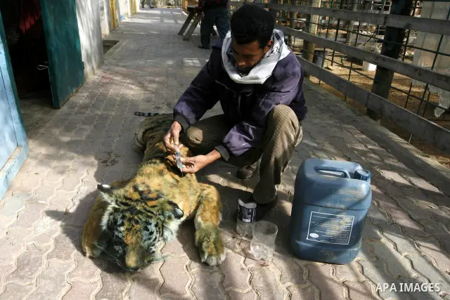 Palestinian man embalm animals at a zoo in Khan Younis, southern Gaza Strip on January 24, 2012. The cause of her death there is no health care. Palestinians working mummified animal immediately after their death and the...