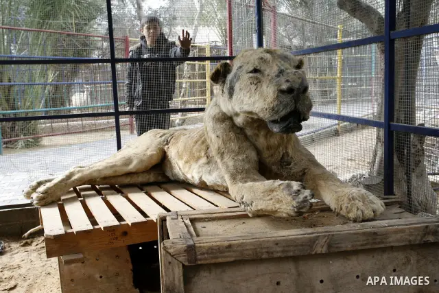 Palestinian man embalm animals at a zoo in Khan Younis, southern Gaza Strip on January 24, 2012. The cause of her death there is no health care. Palestinians working mummified animal immediately after their death and the...