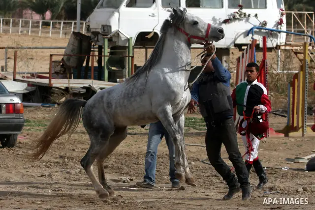 Palestinian jockeys take part in a horse race at an equestrian club in the West Bank city of Jericho January 27, 2012. Photo by Issam Rimawi