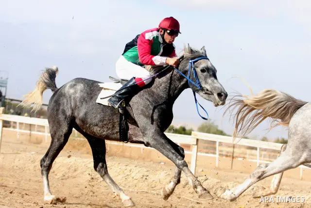 Palestinian jockeys take part in a horse race at an equestrian club in the West Bank city of Jericho January 27, 2012. Photo by Issam Rimawi