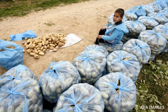 A Palestinian farmers harvest spuds at a farm in the town of Khan Yunis, southern Gaza strip on Feb. 01, 2012. The Gaza Strip now produces enough potatoes, onions and watermelon to satisfy local demand. Photo by Abed Rah...