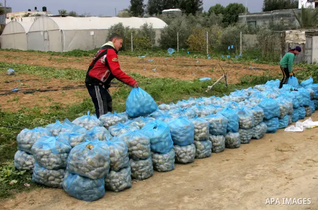 A Palestinian farmers harvest spuds at a farm in the town of Khan Yunis, southern Gaza strip on Feb. 01, 2012. The Gaza Strip now produces enough potatoes, onions and watermelon to satisfy local demand. Photo by Abed Rah...