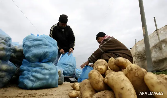 A Palestinian farmers harvest spuds at a farm in the town of Khan Yunis, southern Gaza strip on Feb. 01, 2012. The Gaza Strip now produces enough potatoes, onions and watermelon to satisfy local demand. Photo by Abed Rah...