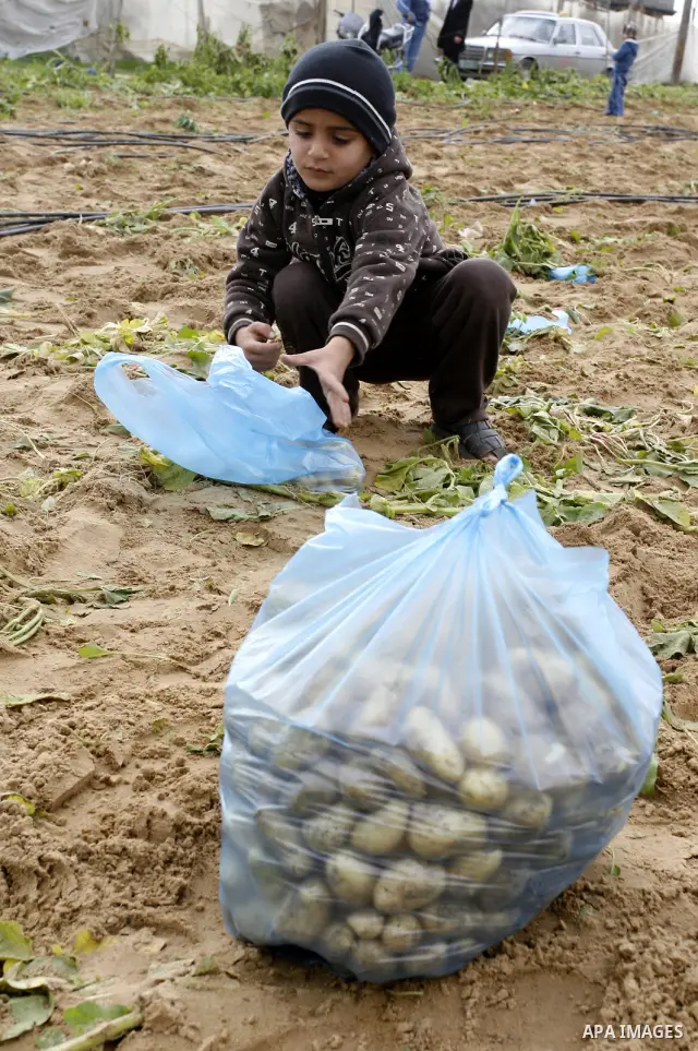 Palestinians children harvest spuds at a farm in the town of Khan Yunis, southern Gaza strip on Feb. 01, 2012. The Gaza Strip now produces enough potatoes, onions and watermelon to satisfy local demand. Photo by Abed Rah...