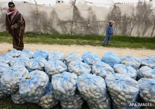 A Palestinian farmers harvest spuds at a farm in the town of Khan Yunis, southern Gaza strip on Feb. 01, 2012. The Gaza Strip now produces enough potatoes, onions and watermelon to satisfy local demand. Photo by Abed Rah...