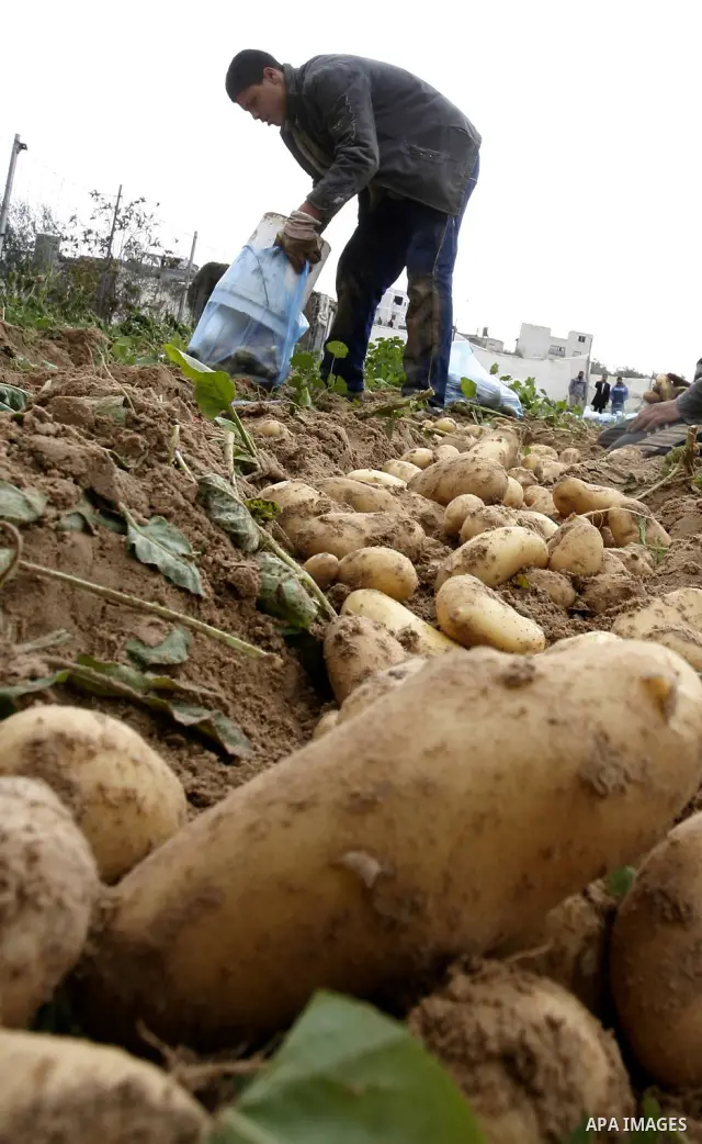 A Palestinian farmers harvest spuds at a farm in the town of Khan Yunis, southern Gaza strip on Feb. 01, 2012. The Gaza Strip now produces enough potatoes, onions and watermelon to satisfy local demand. Photo by Abed Rah...