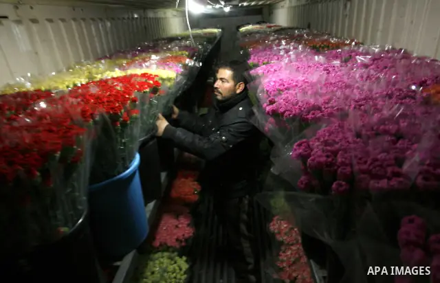 A Palestinian worker prepares carnations for export at a flower farm in Rafah in the southern Gaza Strip on February 8, 2012 after Israel granted special approval for exporting limited quantities of Palestinian flowers f...