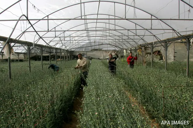 Palestinian workers collect carnations at a flower farm in Rafah in the southern Gaza Strip on February 8, 2012 after Israel granted special approval for exporting limited quantities of Palestinian flowers from the Gaza...