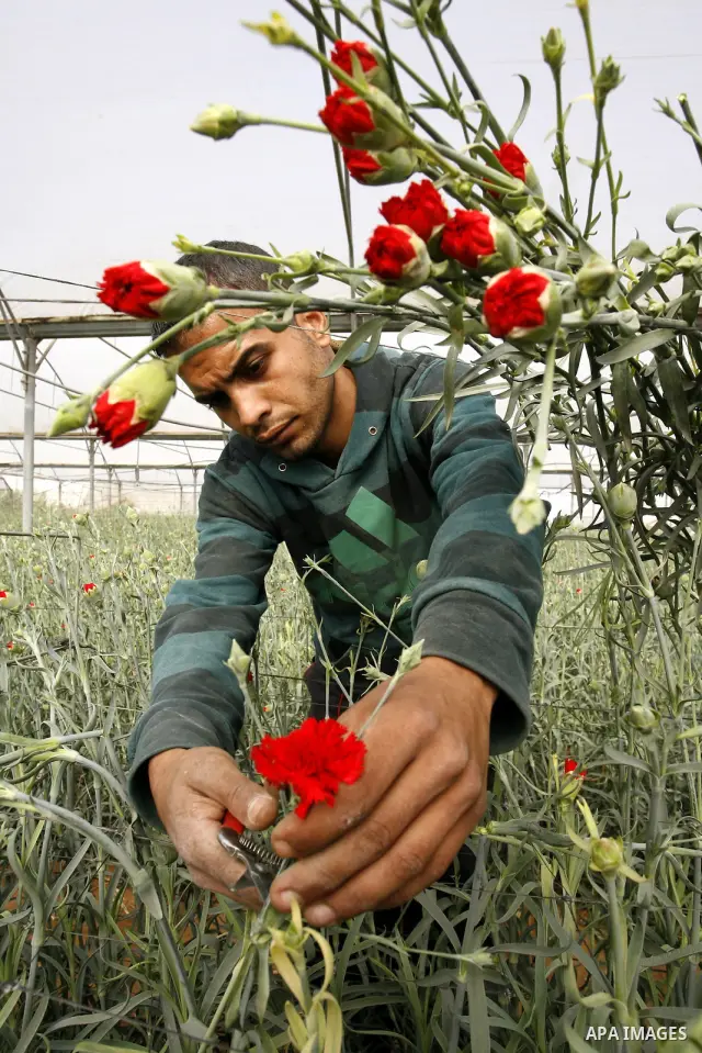 A Palestinian worker collects carnations at a flower farm in Rafah in the southern Gaza Strip on February 8, 2012 after Israel granted special approval for exporting limited quantities of Palestinian flowers from the Gaz...