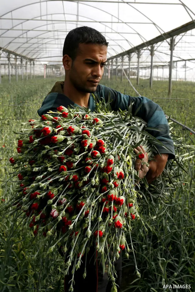 A Palestinian worker collects carnations at a flower farm in Rafah in the southern Gaza Strip on February 8, 2012 after Israel granted special approval for exporting limited quantities of Palestinian flowers from the Gaz...