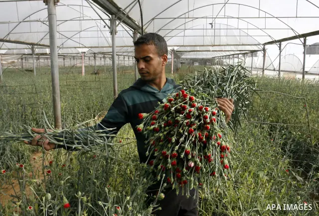 A Palestinian worker collects carnations at a flower farm in Rafah in the southern Gaza Strip on February 8, 2012 after Israel granted special approval for exporting limited quantities of Palestinian flowers from the Gaz...