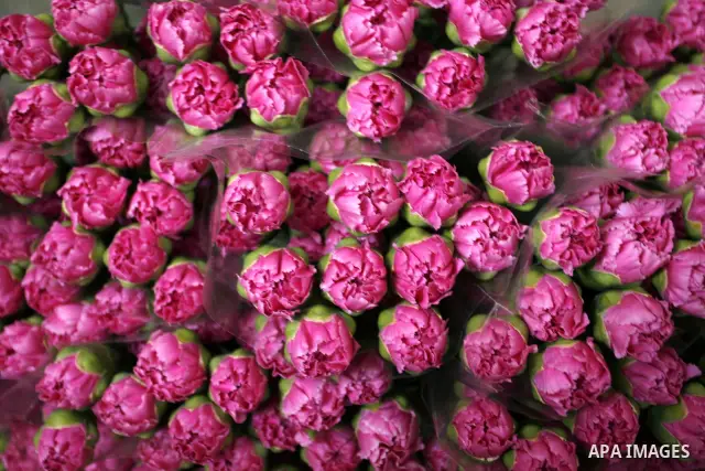 Carnation bouquets ready for export are pictured at a flower farm in Rafah in the southern Gaza Strip on February 8, 2012 after Israel granted special approval for exporting limited quantities of Palestinian flowers from...