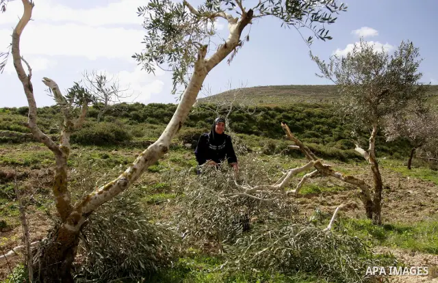 Palestinian woman reacts next to cut olive trees in the northern West Bank village of Burin, near Nablus, Tuesday, Feb. 28, 2012. According to Palestinian farmers some 23 olive trees were damaged by Jewish settlers from...