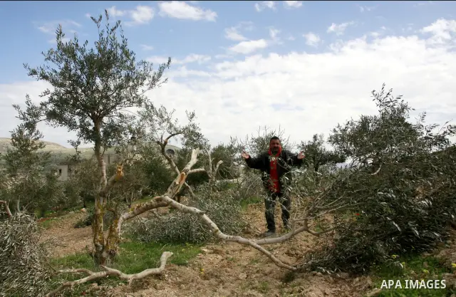 Palestinian woman reacts next to cut olive trees in the northern West Bank village of Burin, near Nablus, Tuesday, Feb. 28, 2012. According to Palestinian farmers some 23 olive trees were damaged by Jewish settlers from...