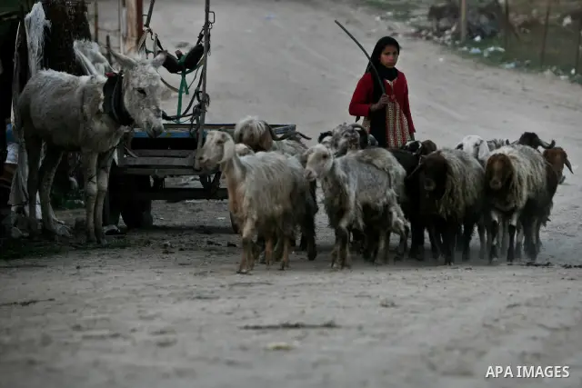 A Palestinian girl drives sheep in a street in one of the most poor regions in Al-Nusirat neighborhood, central Gaza Strip on 28 February 2012. The United Nations Relief and Works Agency for Palestine Refugees in the Nea...