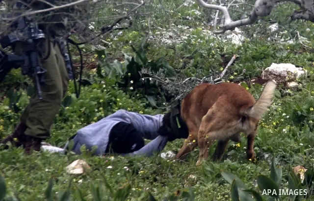 An Israeli army dog attacks a Palestinian protester during a demonstration against the expropriation of Palestinian land by Israel in the village of Kafr Qaddum, near Nablus in the occupied West Bank, on March 16, 2012....
