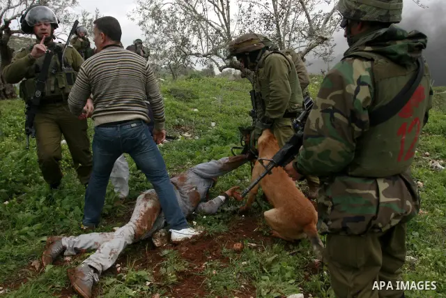 An Israeli army dog attacks a Palestinian protester during a demonstration against the expropriation of Palestinian land by Israel in the village of Kafr Qaddum, near Nablus in the occupied West Bank, on March 16, 2012....