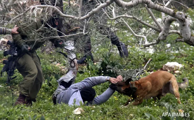 An Israeli army dog attacks a Palestinian protester during a demonstration against the expropriation of Palestinian land by Israel in the village of Kafr Qaddum, near Nablus in the occupied West Bank, on March 16, 2012....