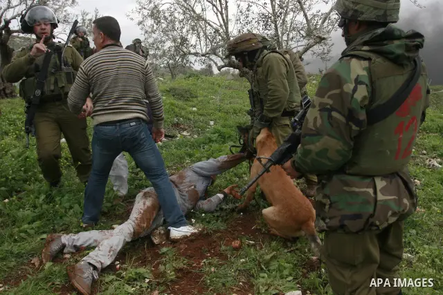 An Israeli army dog attacks a Palestinian protester during a demonstration against the expropriation of Palestinian land by Israel in the village of Kafr Qaddum, near Nablus in the occupied West Bank, on March 16, 2012....