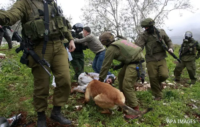 An Israeli army dog attacks a Palestinian protester during a demonstration against the expropriation of Palestinian land by Israel in the village of Kafr Qaddum, near Nablus in the occupied West Bank, on March 16, 2012....