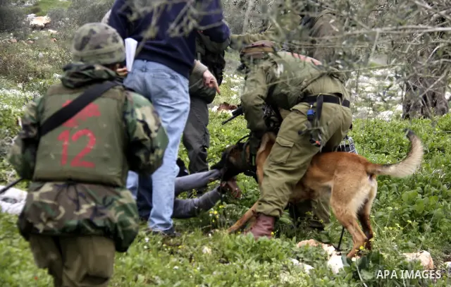 An Israeli army dog attacks a Palestinian protester during a demonstration against the expropriation of Palestinian land by Israel in the village of Kafr Qaddum, near Nablus in the occupied West Bank, on March 16, 2012....