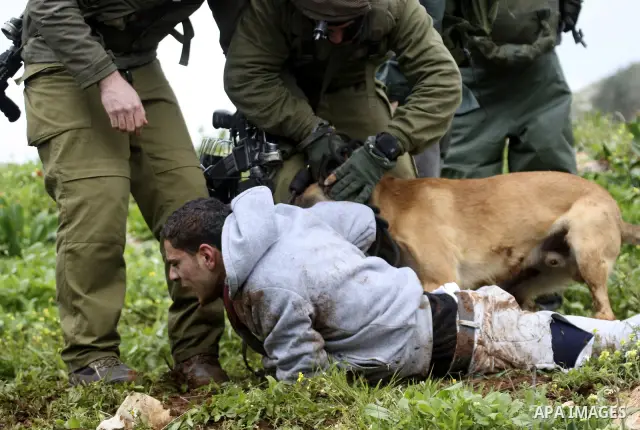 An Israeli army dog attacks a Palestinian protester during a demonstration against the expropriation of Palestinian land by Israel in the village of Kafr Qaddum, near Nablus in the occupied West Bank, on March 16, 2012....