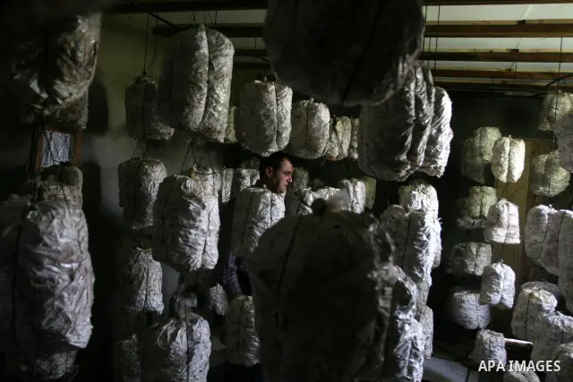 A Palestinian Radi Osman, work at a mushroom plantation production in West Bank city of Ramallah, on March 24, 2012. Photo by Issam Rimawi