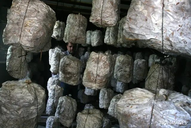 A Palestinian Radi Osman, work at a mushroom plantation production in West Bank city of Ramallah, on March 24, 2012. Photo by Issam Rimawi