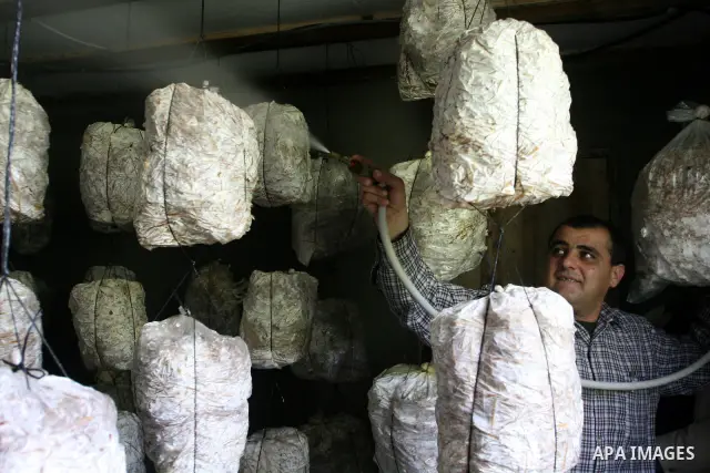 A Palestinian Radi Osman, work at a mushroom plantation production in West Bank city of Ramallah, on March 24, 2012. Photo by Issam Rimawi
