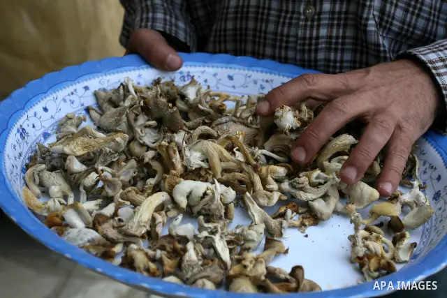 A Palestinian Radi Osman, work at a mushroom plantation production in West Bank city of Ramallah, on March 24, 2012. Photo by Issam Rimawi