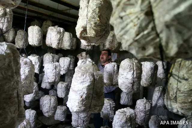 A Palestinian Radi Osman, work at a mushroom plantation production in West Bank city of Ramallah, on March 24, 2012. Photo by Issam Rimawi