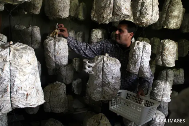 A Palestinian Radi Osman, work at a mushroom plantation production in West Bank city of Ramallah, on March 24, 2012. Photo by Issam Rimawi