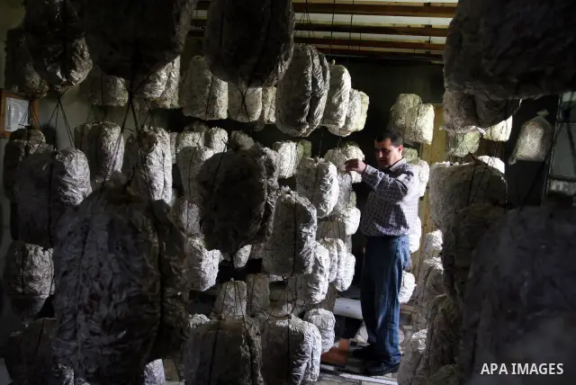 A Palestinian Radi Osman, work at a mushroom plantation production in West Bank city of Ramallah, on March 24, 2012. Photo by Issam Rimawi