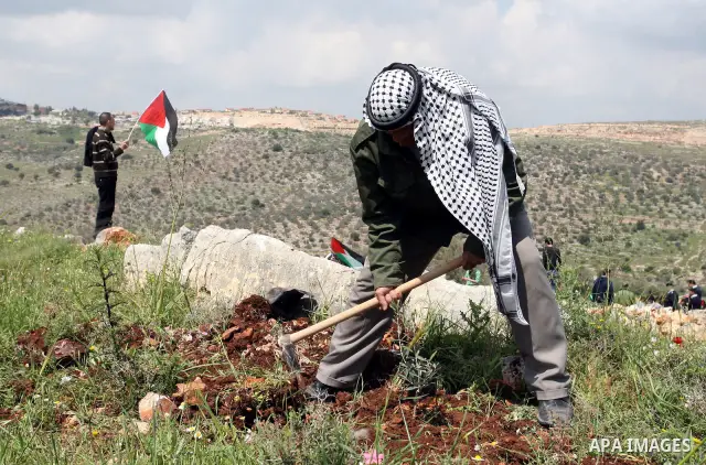 Palestinian old man "Mahfouz Kamel" 75 years, during the cultivation of olive trees during a demonstration on the occasion of "Land Day", which falls tomorrow, on the threatened confiscation of land by the Israeli occupa...