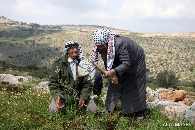 A Palestinian couple plant an olive tree to mark the anniversary of Land Day in the village of Kafr al-Dik in the Nablus region of the West Bank on March 29, 2012. Land Day recalls an incident in 1976 when Israeli troops...
